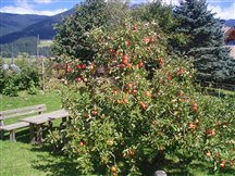 Apple tree