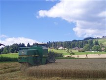 Campo coltivato a cereali