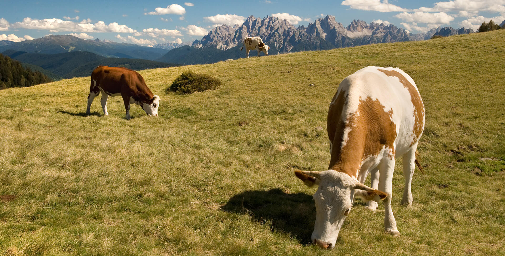 Taistner Alm